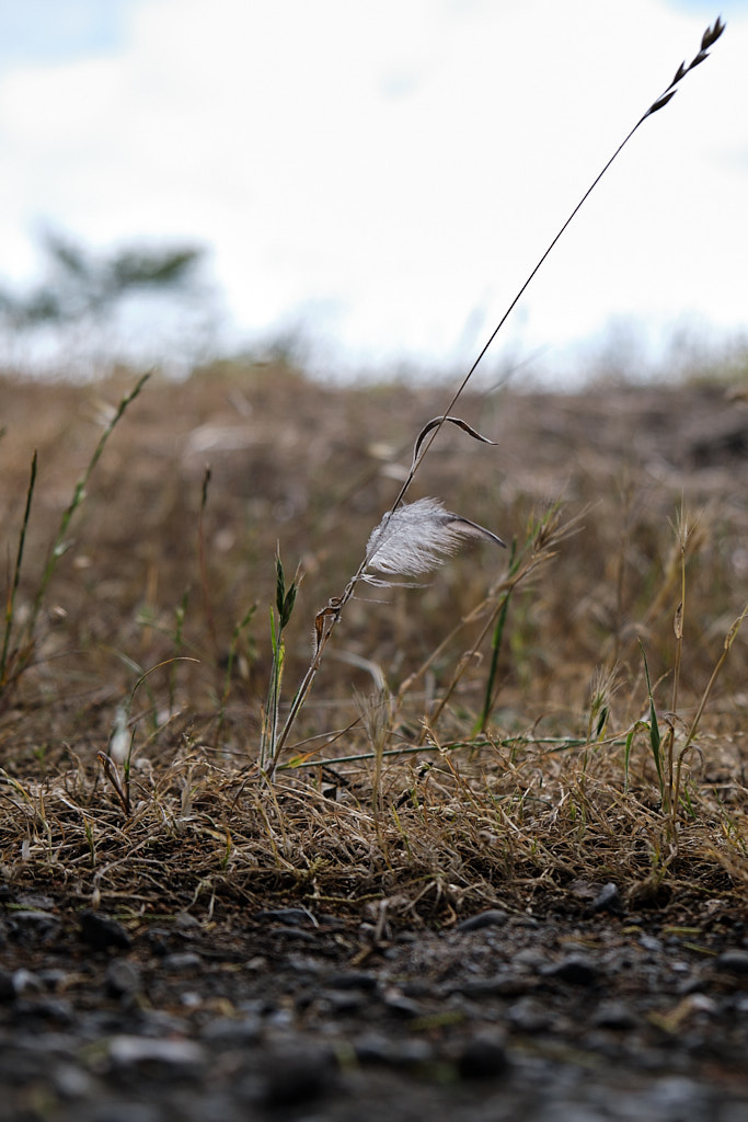 A small feather hanging onto a piece of straw