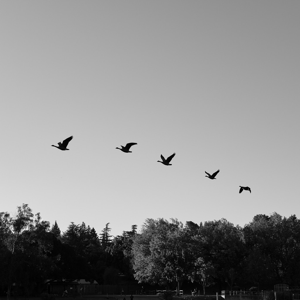 Five geese flying away for the winter